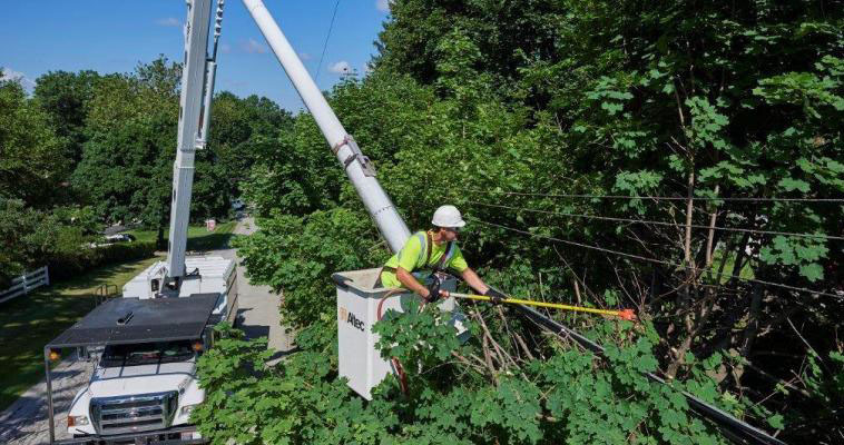 Tree Service Irving Tx