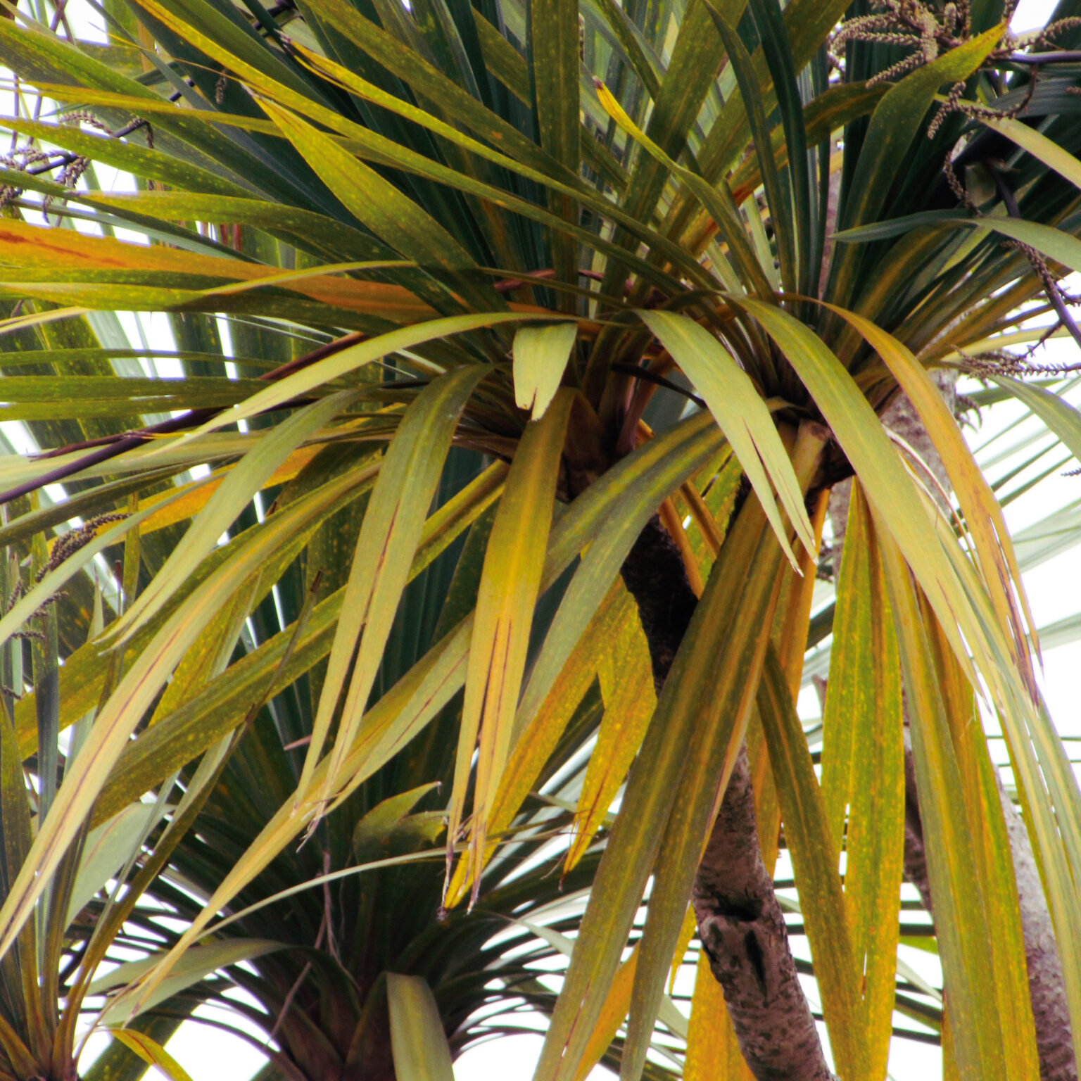 Why Are My Palm Leaves Turning White? Diagnosing And Fixing Coloration Issues