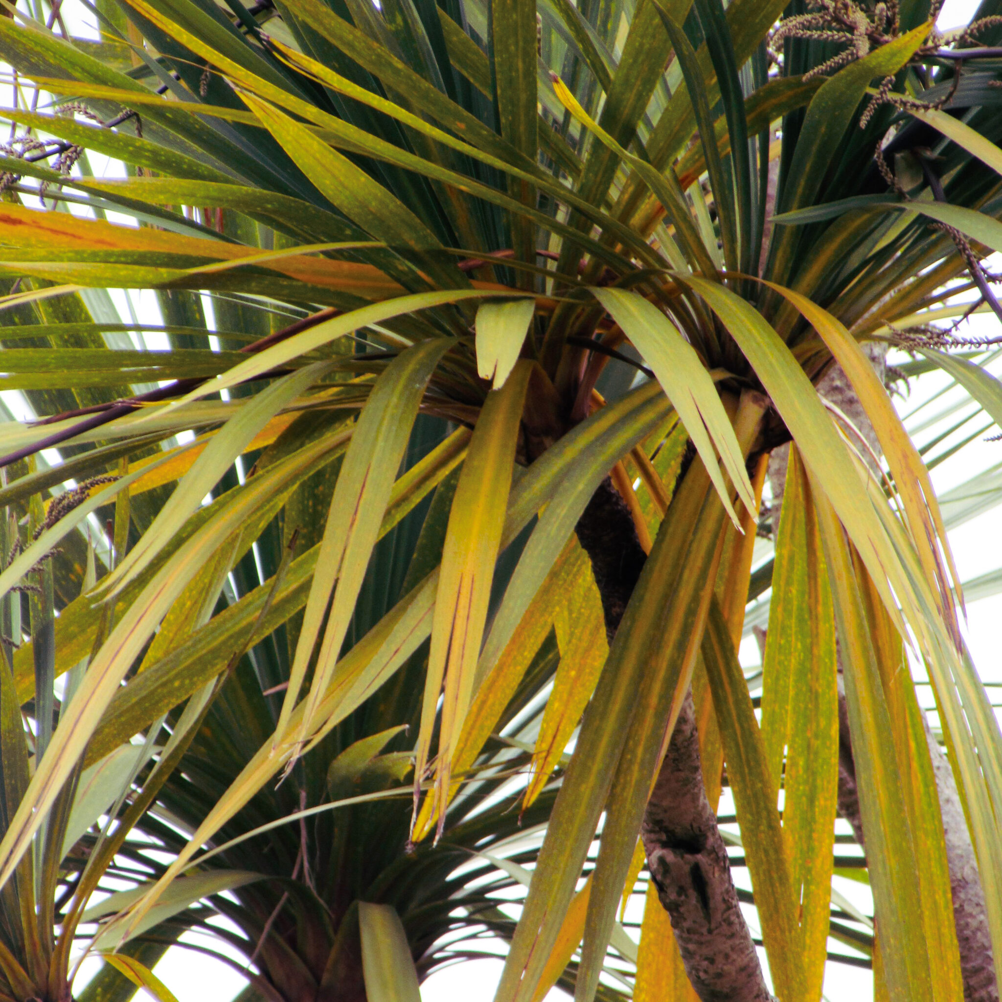 Why Are My Palm Trees' Leaves Turning Yellow? - Pope Tree Service